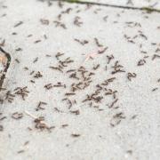Encouraging birds, frogs, and certain types of insects into your garden can get rid of ants - this is why