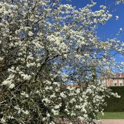 The Festival of Blossom has been created by the National Trust
