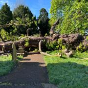 A large tree fell on and damaged tombstones in the graveyard of St Mary's Church in Kempsey near Worcester
