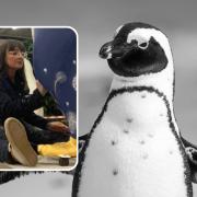 Inset: Artist Marnie Maurri working on her penguin sculpture design