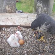 The fourth chick has arrived
