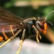 Bee killers: Asian hornet