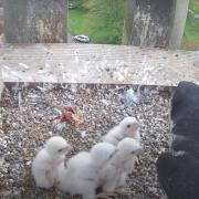 Four healthy chicks