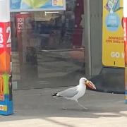 BIG BRAIN: Clever seagulls with bigger brains choose urban areas
