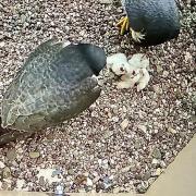 HATCHED: Mr and Mrs P with their peregrine falcon chicks at Pershore Abbey
