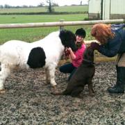 SMALL BUT PERFECTLY FORMED: Buttons the Shetland pony with Julie Davies-Bennetts labrador