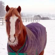 KEEP WARM: The worst of the winter may have passed but there is still a distinct possibility of more snow by the end of the month so it will pay to invest in a coat, hood or neck cover to protect your animal.
