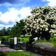 PRETTY: A hawthorn tree in bloom beside a lock of the Tardebigge Flight.