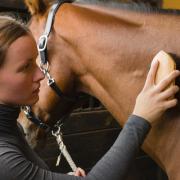 BRUSH STROKES: Students can become a specialist groom after studying at Warwickshire College.