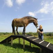 W ORCESTERSHIRE followers of the new equestrian skill horse agility will be delighted to hear that a special training day is planned in the county later this month. Participants will be able to play with their horse in the paddock, with lots of obstacles