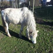 A horse grazing in Warndon Villages