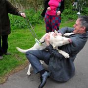 WOOF: Green Party leader Jonathan Bartley trying to contain a lively Labrador.