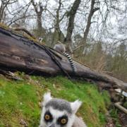 CUTE: Ring-tailed lemur at West Midlands Safari Park