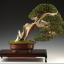 Worcester Bonsai Society
