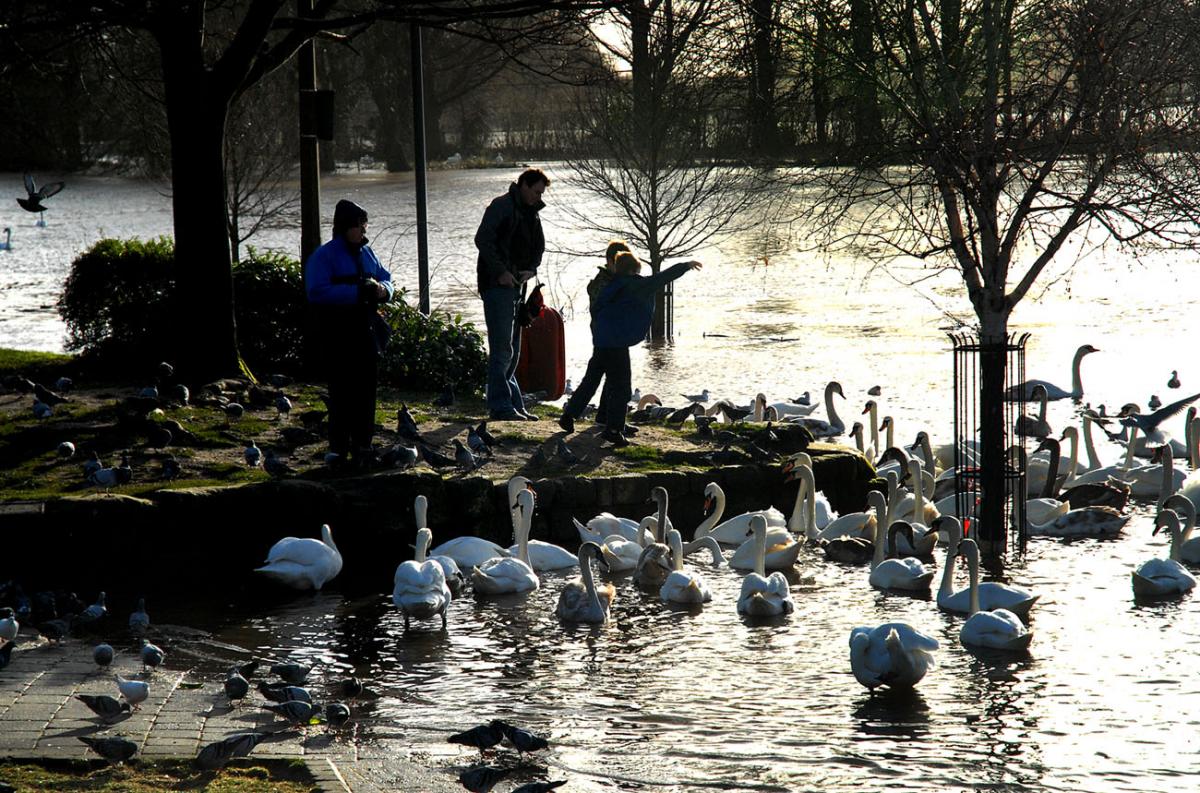 Feeding swans on South Quay