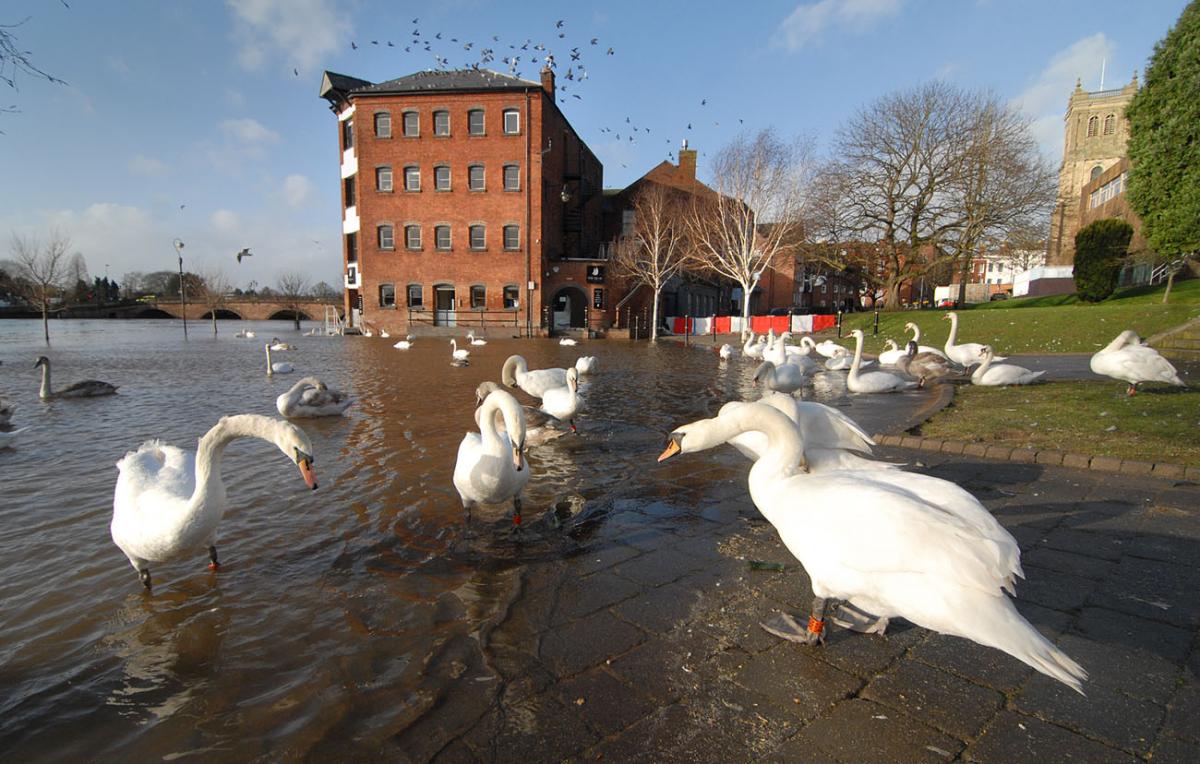 Swans enjoying the flooding
