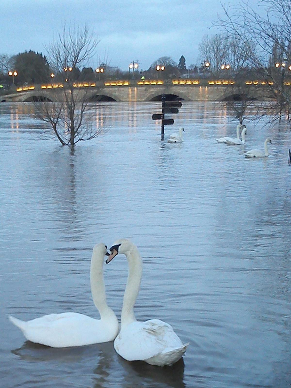 Swans by Deric Ricks