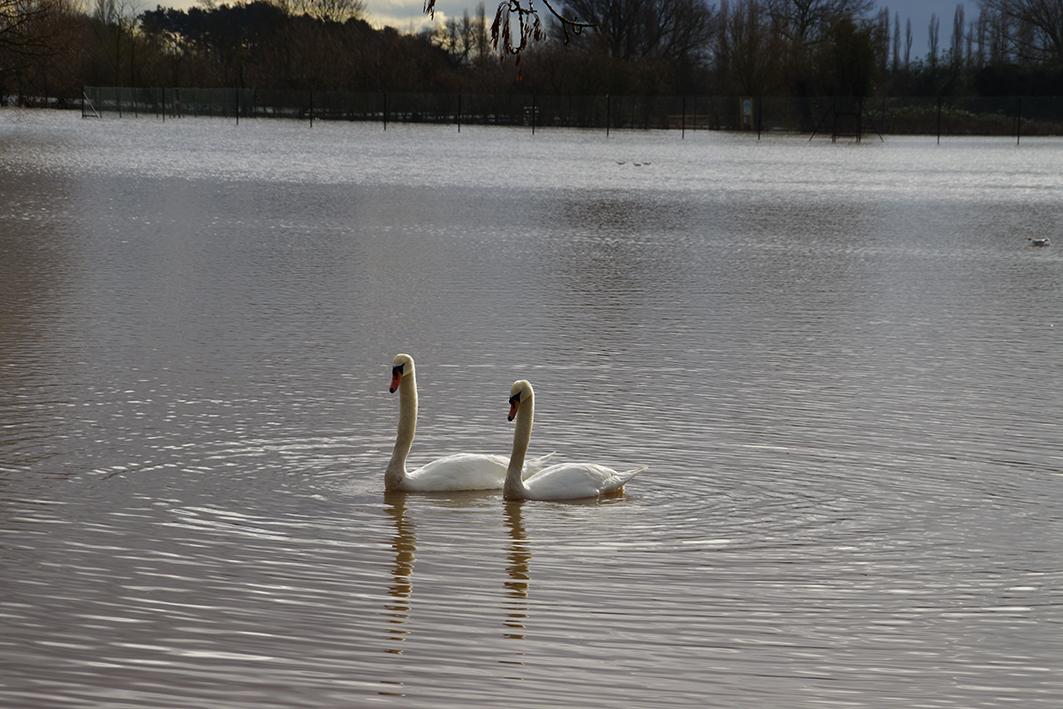 Swans by Louis Wall