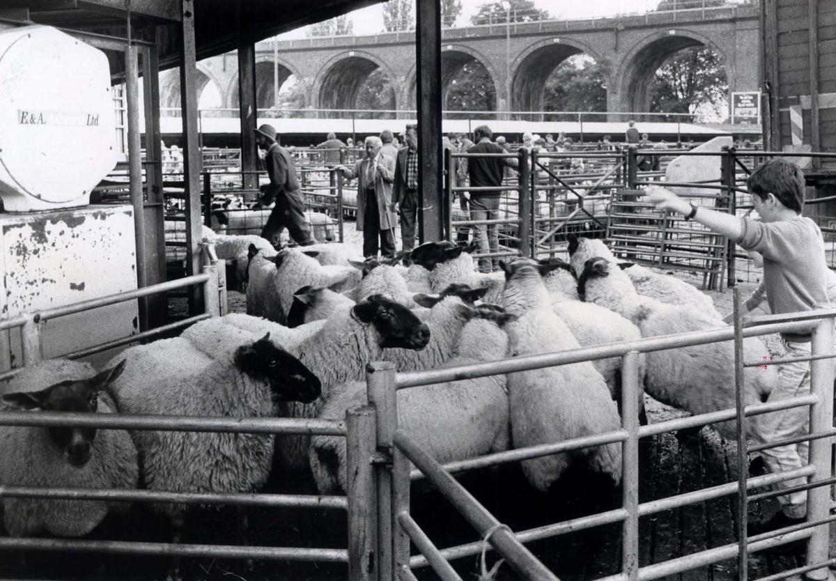 HARD to imagine for anyone who doesn’t remember now, but for 160 years there was a livestock market in the middle of Worcester. It stood on land at the bottom of The Butts, which is now the car park for The Hive history centre. Lorryloads of cattle, she