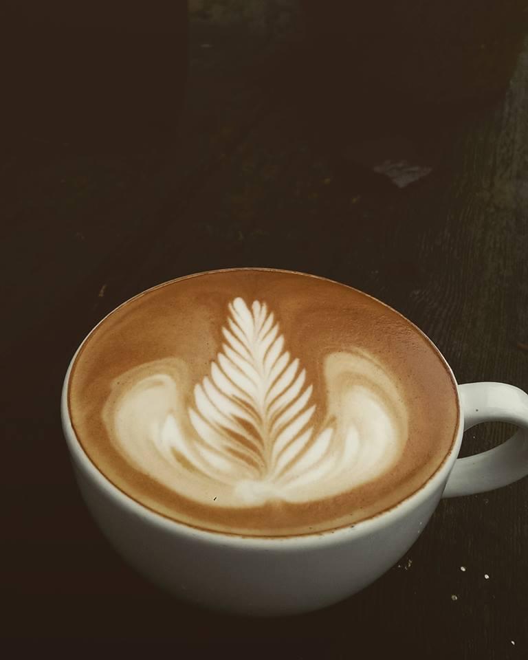 Coffee fern