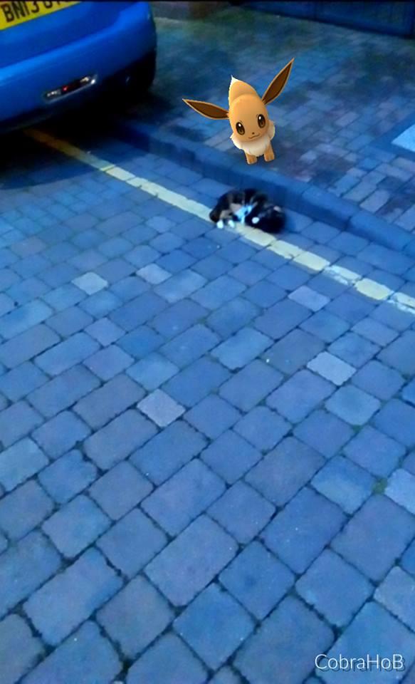 Pokemon Eevee finds a cat to play with on New Street, Worcester (s)