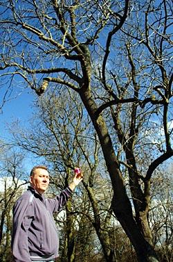Cat rescued from tree