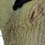 Cat rescued from tree