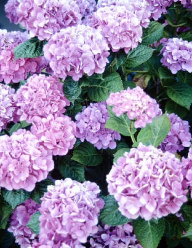 Best of bunch: Hydrangea