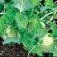 Kohlrabi is an alien-looking plant.