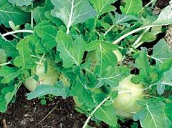 Kohlrabi is an alien-looking plant.