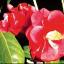 Camellia are fairly big evergreen shrubs.