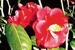 Camellia are fairly big evergreen shrubs.