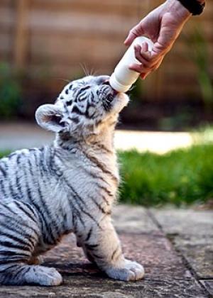 Bengal Tiger Cubs For Sale