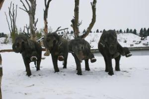 OK lets all do the can-can! - Asian Elephants