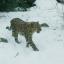 Amur the Leopard taking a stroll.