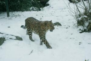 Amur the Leopard taking a stroll.