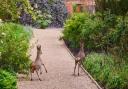 FUN: Two fawns enjoy a visit to Spetchley Park and Gardens