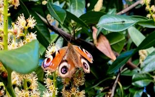 The Peacock butterfly