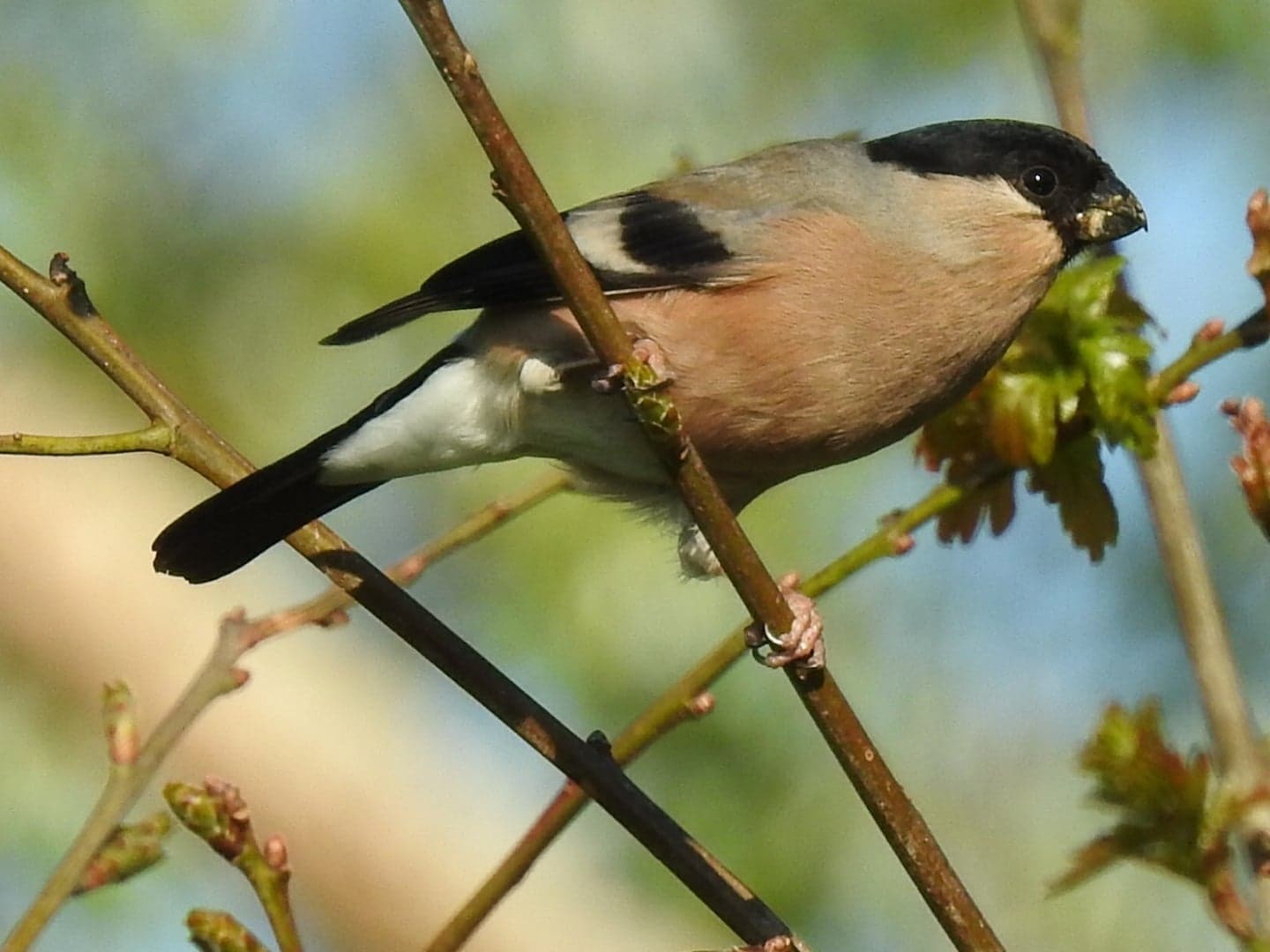 PINKY BROWN: The female bullfinch. The birds remain bonded as a pair for many years