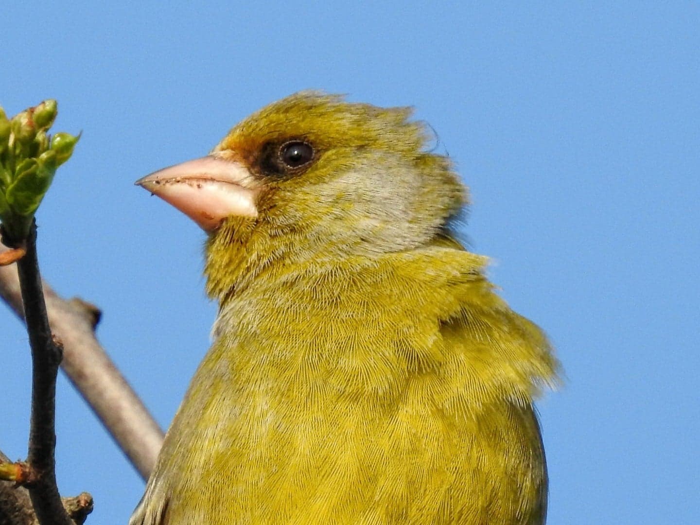 The greenfinch, a seed-eater, as shown by the size and shape of its bill