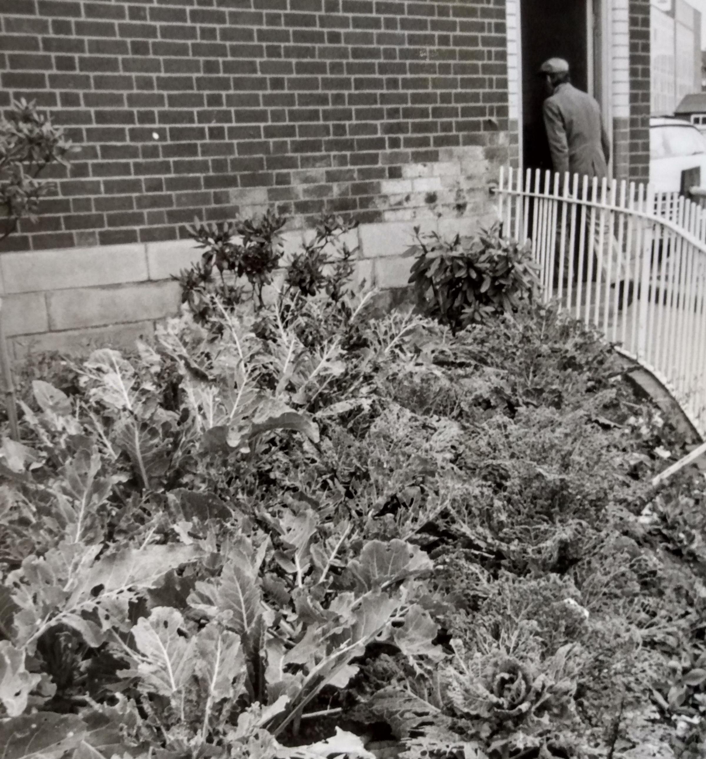 October 1978 and there was a bit of head-scratching as to why a small crop of cabbages had been planted outside the public toilets in the Cornmarket. Best guess at the city council was that some over-eager gardening enthusiast had spotted a space left