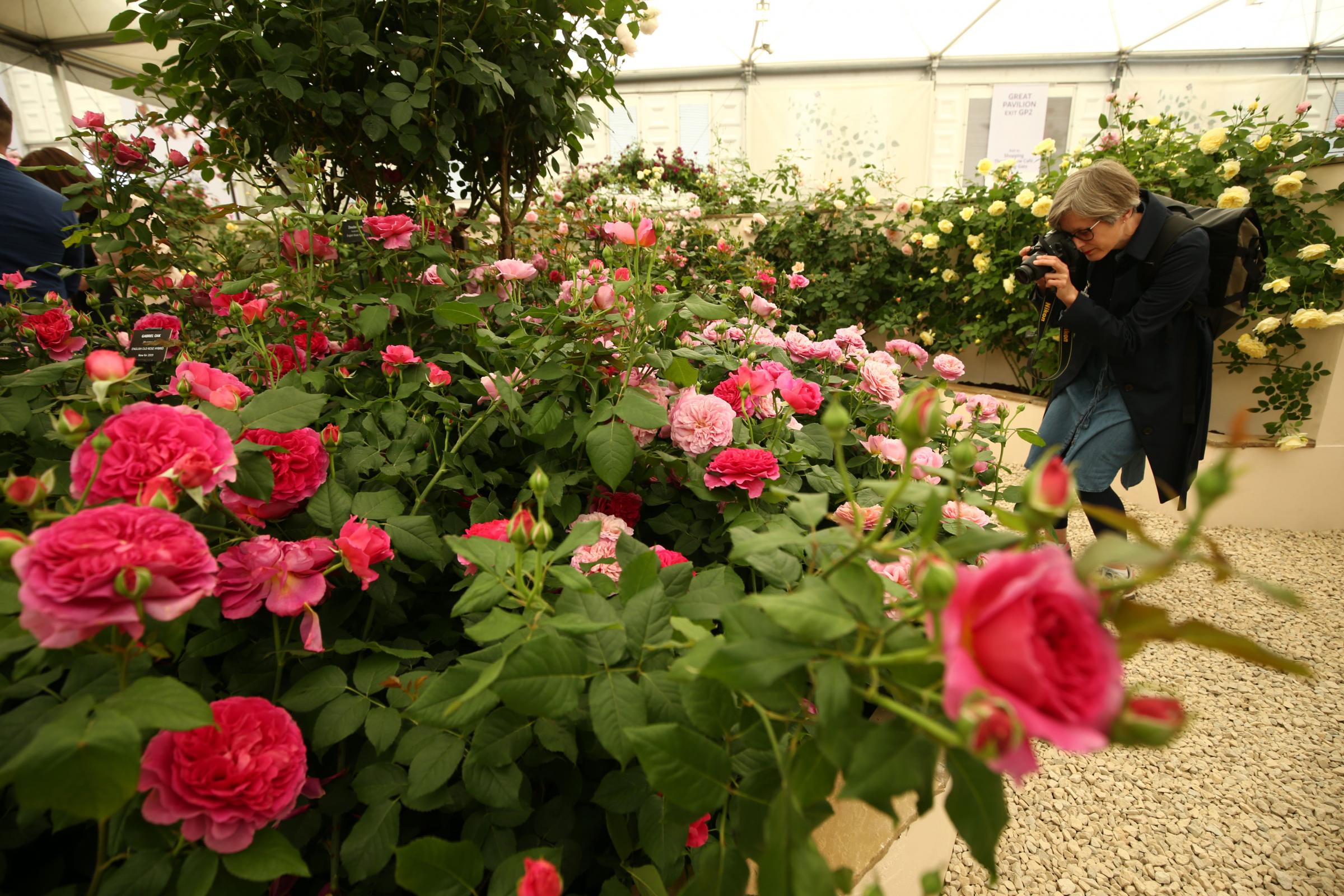 Virtual Chelsea Flower Show Takes Place Again To Fill Gardening Calendar Gap Worcester News