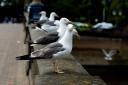Alan Amos said Worcester is not taking the problem of gulls seriously