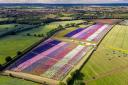 BRIGHT: Stunning aerial images show famous Confetti Fields in beautiful bloom as thousands flock to romantic fields