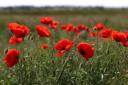 Observed every year since 1919, Remembrance or Armistice Day is marked on the anniversary of the end of World War I on November 11. (Niall Carson/PA)