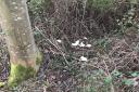 DISGUSTING: Discarded toilet paper from lorry drivers near the A38 Roman Way in Droitwich.