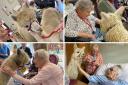 Alpacas visited Latimer Court Care Home in Worcester.