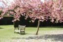BLOSSOM WATCH: National Trust launches annual spring time event.