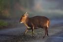 A muntjac deer has died after seemingly being hit by a car on the M5 near Worcester
