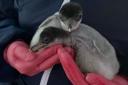 A penguin named Rosie by ITV's Lorraine Kelly has given birth to two chicks